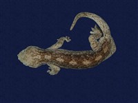 藏品(鉛山壁虎)的圖片